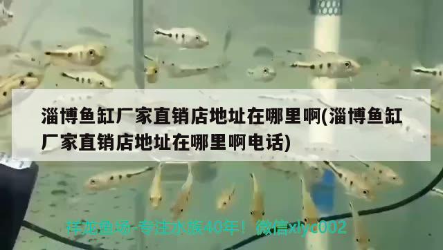 淄博魚缸廠家直銷店地址在哪里啊(淄博魚缸廠家直銷店地址在哪里啊電話)