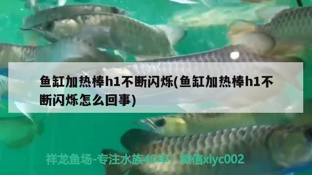 魚缸加熱棒h1不斷閃爍(魚缸加熱棒h1不斷閃爍怎么回事)