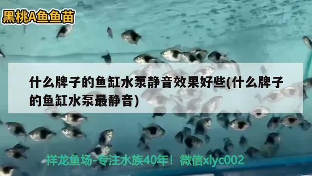 什么牌子的魚缸水泵靜音效果好些(什么牌子的魚缸水泵最靜音) 魚缸水泵