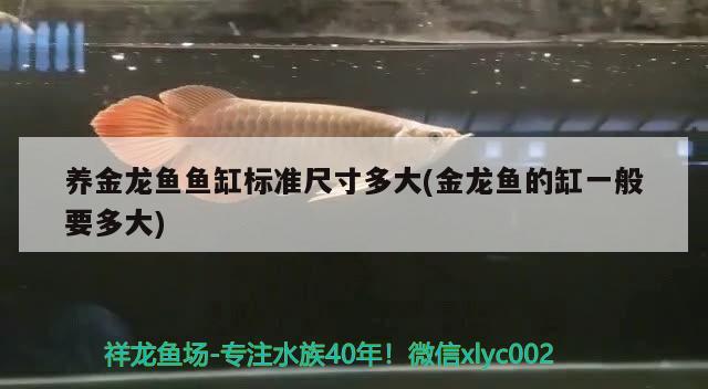 養(yǎng)金龍魚魚缸標(biāo)準(zhǔn)尺寸多大(金龍魚的缸一般要多大) 非洲金鼓魚