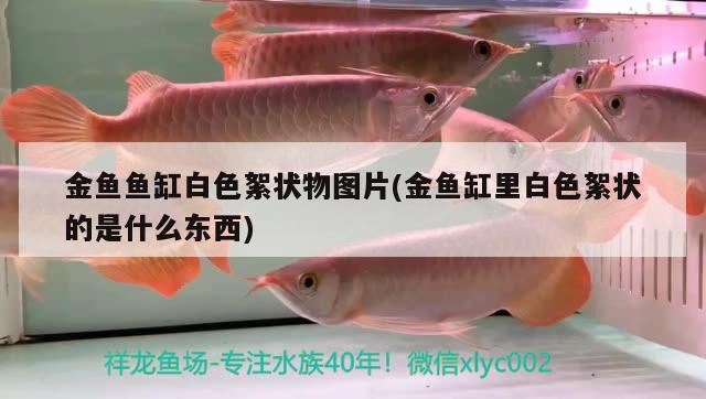 金魚魚缸白色絮狀物圖片(金魚缸里白色絮狀的是什么東西) 銀古魚苗