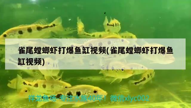 雀尾螳螂蝦打爆魚缸視頻(雀尾螳螂蝦打爆魚缸視頻)