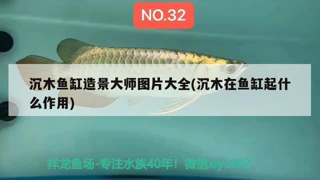 沉木魚(yú)缸造景大師圖片大全(沉木在魚(yú)缸起什么作用)