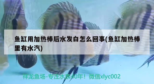 魚缸用加熱棒后水發(fā)白怎么回事(魚缸加熱棒里有水汽) 白子關(guān)刀魚苗