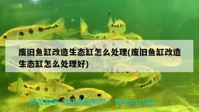 廢舊魚缸改造生態(tài)缸怎么處理(廢舊魚缸改造生態(tài)缸怎么處理好) 黃金達(dá)摩魚