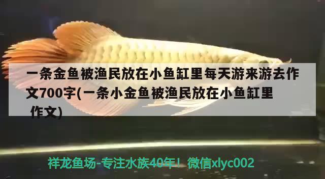 一條金魚被漁民放在小魚缸里每天游來游去作文700字(一條小金魚被漁民放在小魚缸里作文)