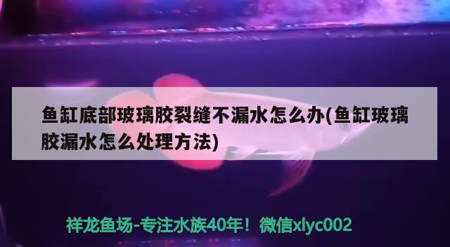 魚缸底部玻璃膠裂縫不漏水怎么辦(魚缸玻璃膠漏水怎么處理方法) 女王大帆魚