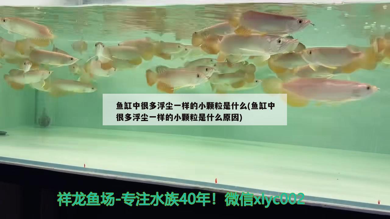 魚缸中很多浮塵一樣的小顆粒是什么(魚缸中很多浮塵一樣的小顆粒是什么原因) 森森魚缸