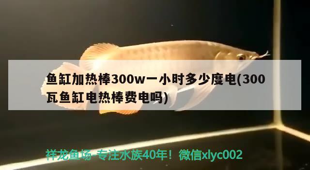 魚缸加熱棒300w一小時多少度電(300瓦魚缸電熱棒費電嗎) 白條過背金龍魚