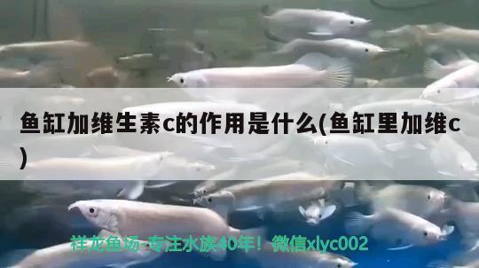 魚缸加維生素c的作用是什么(魚缸里加維c) 白化火箭 第2張