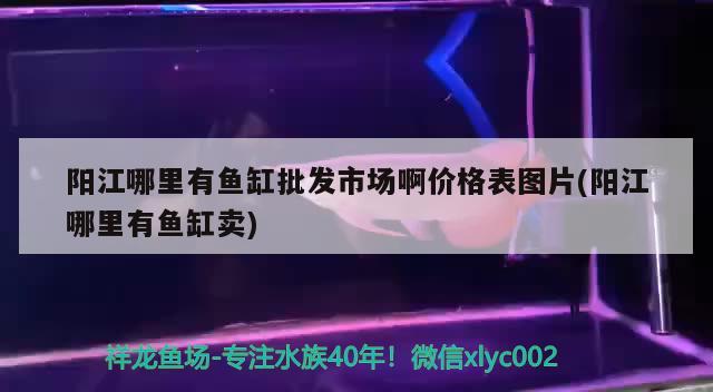 陽江哪里有魚缸批發(fā)市場啊價格表圖片(陽江哪里有魚缸賣) 祥龍進(jìn)口元寶鳳凰魚