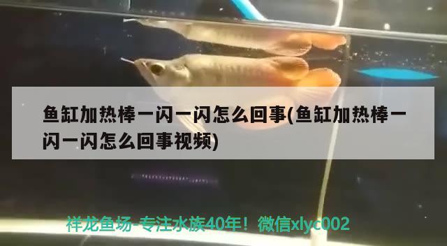 魚缸加熱棒一閃一閃怎么回事(魚缸加熱棒一閃一閃怎么回事視頻) 南美異形觀賞魚