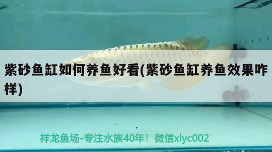 紫砂魚缸如何養(yǎng)魚好看(紫砂魚缸養(yǎng)魚效果咋樣) 小型觀賞魚