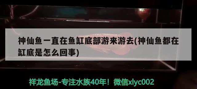 神仙魚一直在魚缸底部游來游去(神仙魚都在缸底是怎么回事) 夢幻雷龍魚