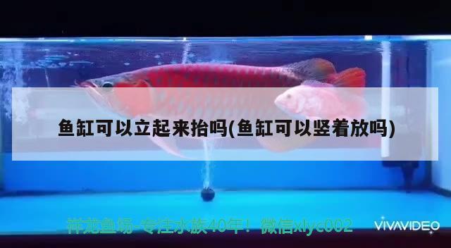 魚缸可以立起來抬嗎(魚缸可以豎著放嗎)