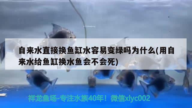 自來水直接換魚缸水容易變綠嗎為什么(用自來水給魚缸換水魚會(huì)不會(huì)死)