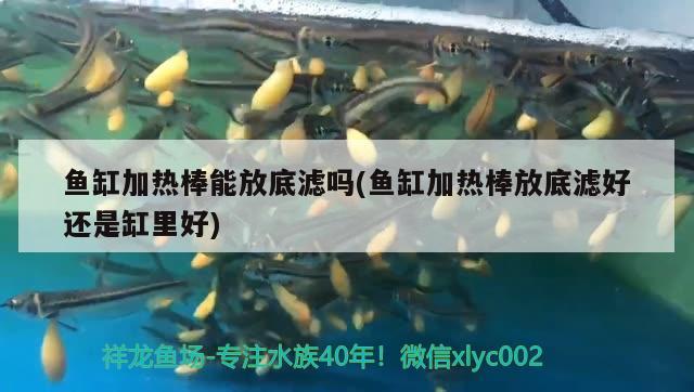 魚缸加熱棒能放底濾嗎(魚缸加熱棒放底濾好還是缸里好) 水族燈（魚缸燈）