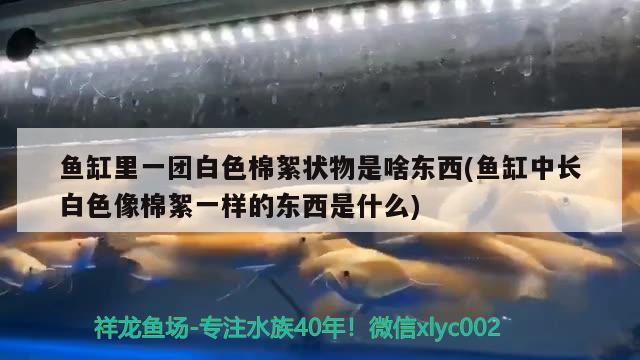 魚缸里一團白色棉絮狀物是啥東西(魚缸中長白色像棉絮一樣的東西是什么) 噴點菠蘿魚