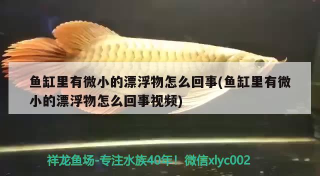 魚缸里有微小的漂浮物怎么回事(魚缸里有微小的漂浮物怎么回事視頻)