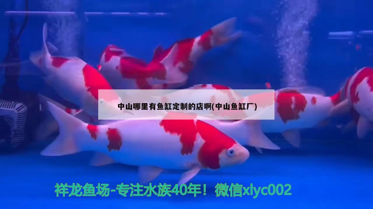 中山哪里有魚缸定制的店啊(中山魚缸廠) 圖騰金龍魚