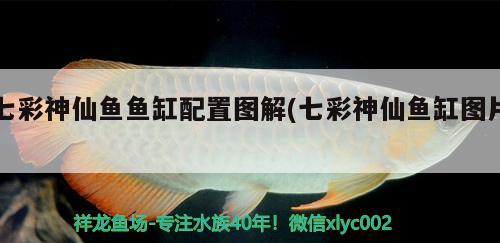 七彩神仙魚魚缸配置圖解(七彩神仙魚缸圖片)