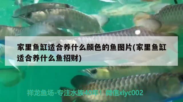 家里魚(yú)缸適合養(yǎng)什么顏色的魚(yú)圖片(家里魚(yú)缸適合養(yǎng)什么魚(yú)招財(cái)) 巴西亞魚(yú)