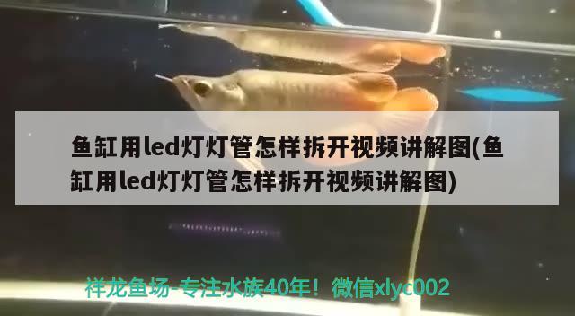 魚缸用led燈燈管怎樣拆開視頻講解圖(魚缸用led燈燈管怎樣拆開視頻講解圖) 其它水族用具設(shè)備