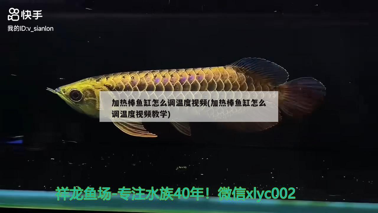 加熱棒魚缸怎么調溫度視頻(加熱棒魚缸怎么調溫度視頻教學) 三間鼠魚