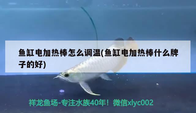 魚缸電加熱棒怎么調(diào)溫(魚缸電加熱棒什么牌子的好)