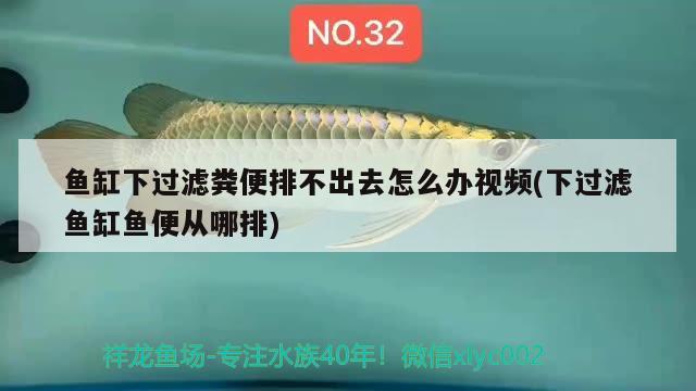 魚缸下過濾糞便排不出去怎么辦視頻(下過濾魚缸魚便從哪排) 球鯊魚