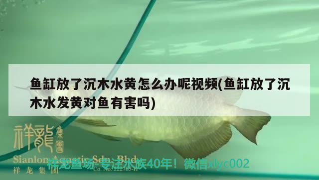 魚缸放了沉木水黃怎么辦呢視頻(魚缸放了沉木水發(fā)黃對(duì)魚有害嗎) 圖騰金龍魚