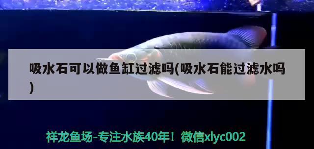 吸水石可以做魚(yú)缸過(guò)濾嗎(吸水石能過(guò)濾水嗎) 廣州觀賞魚(yú)批發(fā)市場(chǎng)