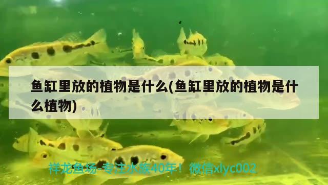 魚缸里放的植物是什么(魚缸里放的植物是什么植物) 馬拉莫寶石魚