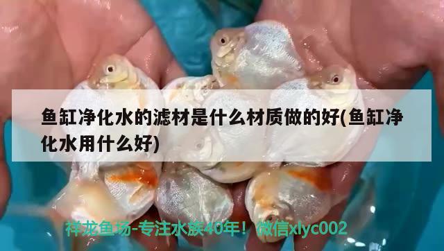 魚缸凈化水的濾材是什么材質(zhì)做的好(魚缸凈化水用什么好) 紅白錦鯉魚