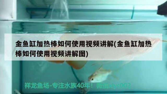 金魚缸加熱棒如何使用視頻講解(金魚缸加熱棒如何使用視頻講解圖)