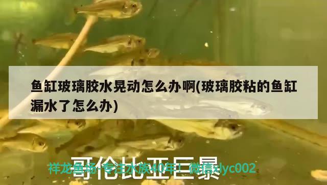 魚缸玻璃膠水晃動怎么辦啊(玻璃膠粘的魚缸漏水了怎么辦)