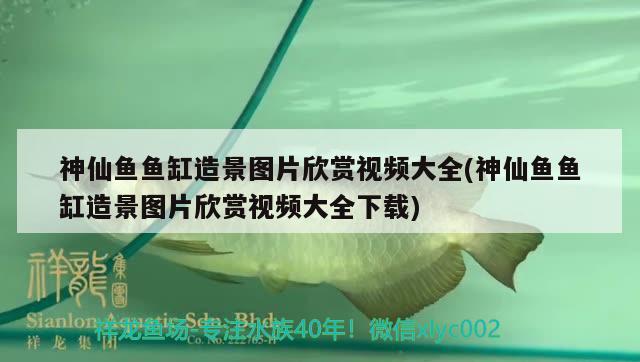 神仙魚魚缸造景圖片欣賞視頻大全(神仙魚魚缸造景圖片欣賞視頻大全下載) 黃鰭鯧魚 第2張