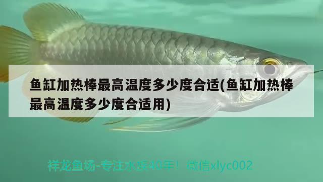 魚缸加熱棒最高溫度多少度合適(魚缸加熱棒最高溫度多少度合適用) 魚缸/水族箱