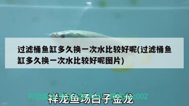 過濾桶魚缸多久換一次水比較好呢(過濾桶魚缸多久換一次水比較好呢圖片)