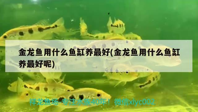 金龍魚用什么魚缸養(yǎng)最好(金龍魚用什么魚缸養(yǎng)最好呢)