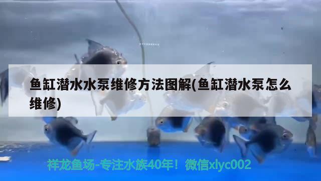 魚缸潛水水泵維修方法圖解(魚缸潛水泵怎么維修)