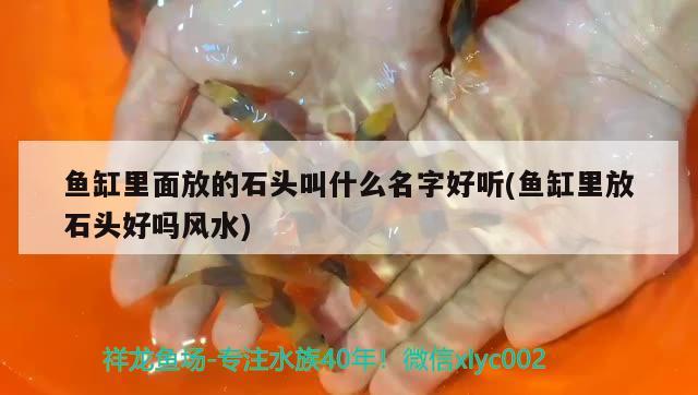 魚缸里面放的石頭叫什么名字好聽(魚缸里放石頭好嗎風水)