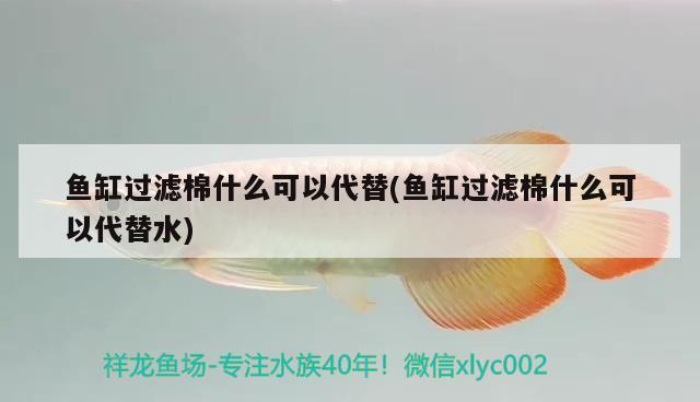 魚缸過濾棉什么可以代替(魚缸過濾棉什么可以代替水)