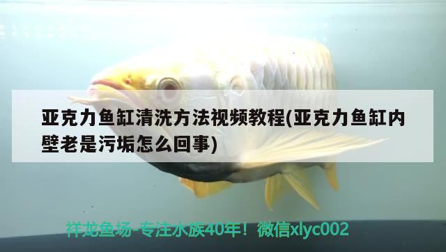 亞克力魚缸清洗方法視頻教程(亞克力魚缸內(nèi)壁老是污垢怎么回事)