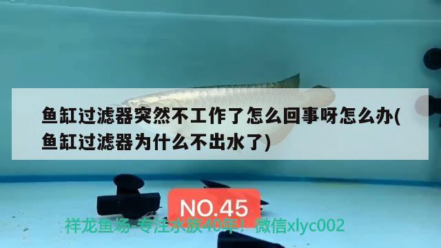 魚(yú)缸過(guò)濾器突然不工作了怎么回事呀怎么辦(魚(yú)缸過(guò)濾器為什么不出水了) 祥龍金禾金龍魚(yú)