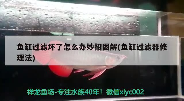 魚缸過濾壞了怎么辦妙招圖解(魚缸過濾器修理法) 野彩魚