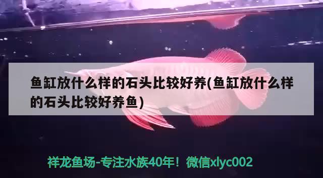 魚缸放什么樣的石頭比較好養(yǎng)(魚缸放什么樣的石頭比較好養(yǎng)魚) 雪龍魚