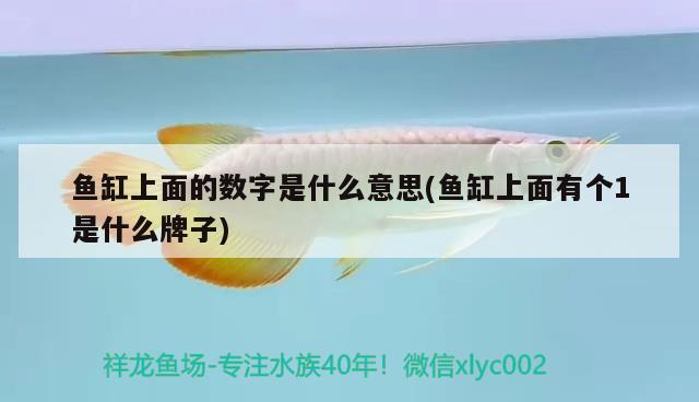 魚缸上面的數(shù)字是什么意思(魚缸上面有個1是什么牌子)