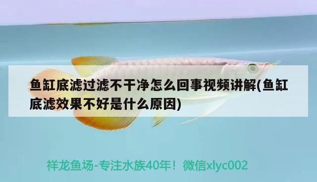 魚缸底濾過濾不干凈怎么回事視頻講解(魚缸底濾效果不好是什么原因)