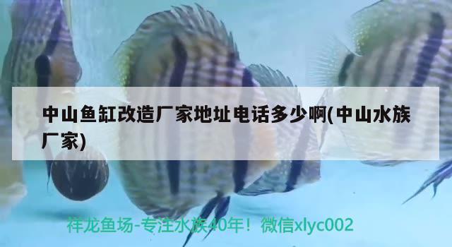 中山魚(yú)缸改造廠家地址電話多少啊(中山水族廠家) 水族品牌